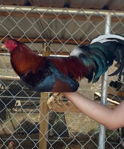 Baddest Brood Cocks for Sale