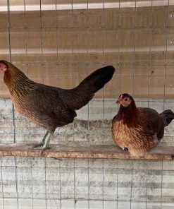 Ruble Hatch Hens for Sale