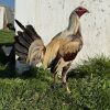 Pure Golden Coco Cock for Sale
