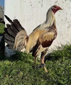 Pure Golden Coco Cock for Sale
