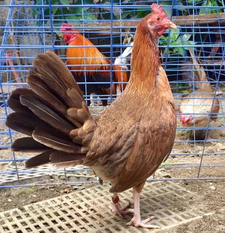Griffin Claret Gamefowl Hens for Sale Griffin Claret Gamefowl Hens for Sale
