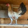 Lacy Roundhead Hen
