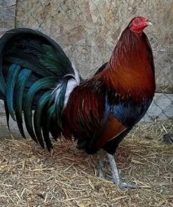 Penny Hatch Cock