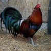 Penny Hatch Cock