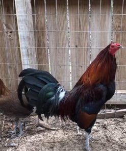 Penny Hatch Pair