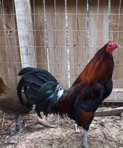Penny Hatch Pair