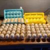 Pure Kelso Eggs