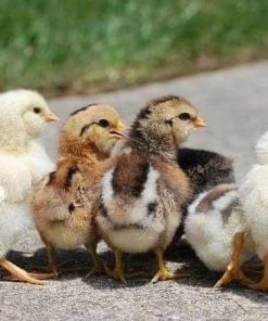 Pure Sweater Chicks