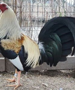 Regular Grey Cock for Sale