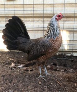 Regular Grey Hen for Sale