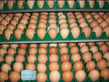 Rhode Island Red Hatching Eggs Rhode Island Red Hatching Eggs
