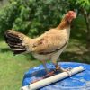 Roundhead Brood Hen