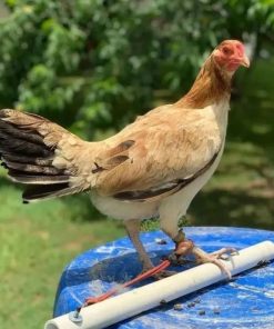 Roundhead Brood Hen