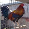 Roundhead Cock