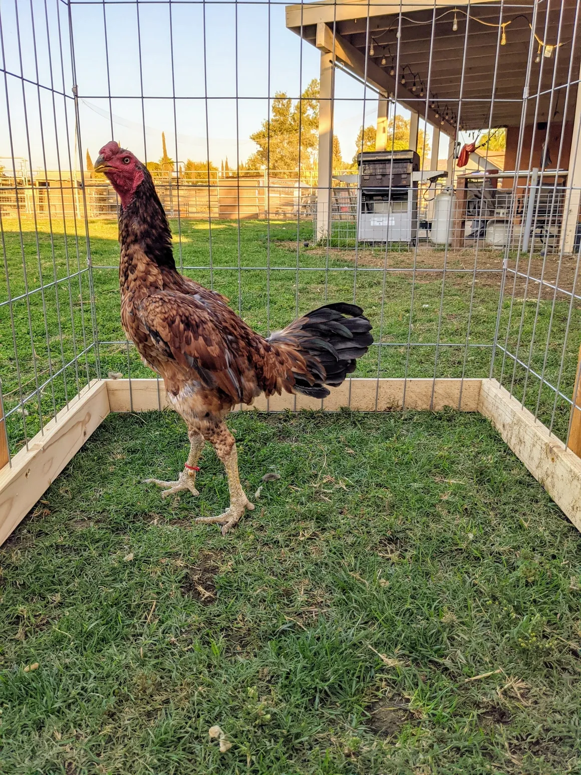 Hennie Ga Noi Don Gamefowl Rooster For Sale Hennie Ga Noi Don Gamefowl Rooster For Sale