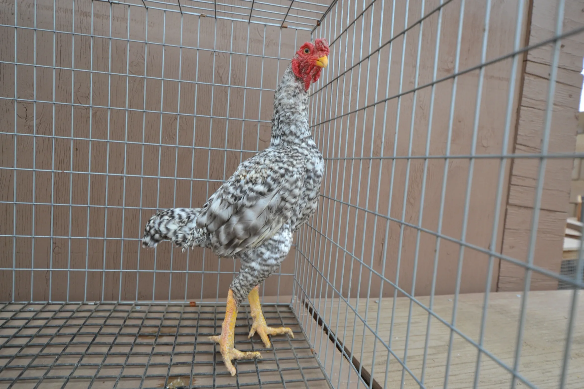 Premium Dom Ko Shamo Rooster For Sale Premium Dom Ko Shamo Rooster For Sale