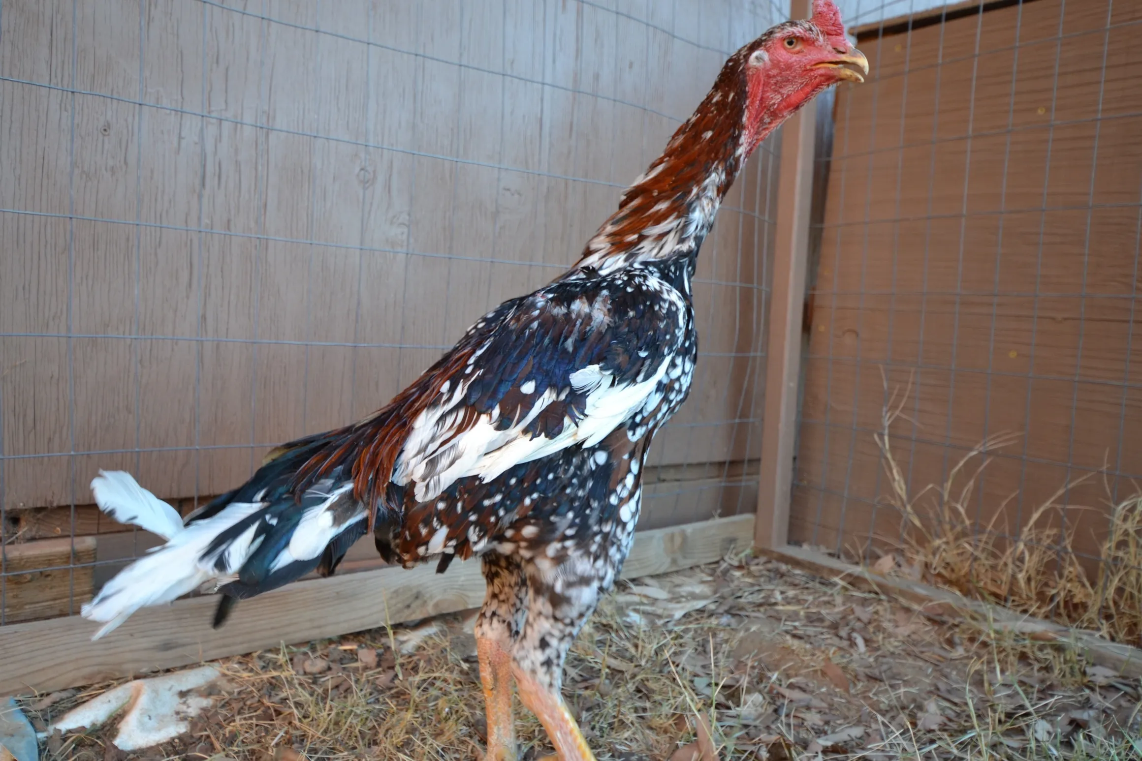 O-Shamo Oriental Gamefowl O-Shamo Oriental Gamefowl