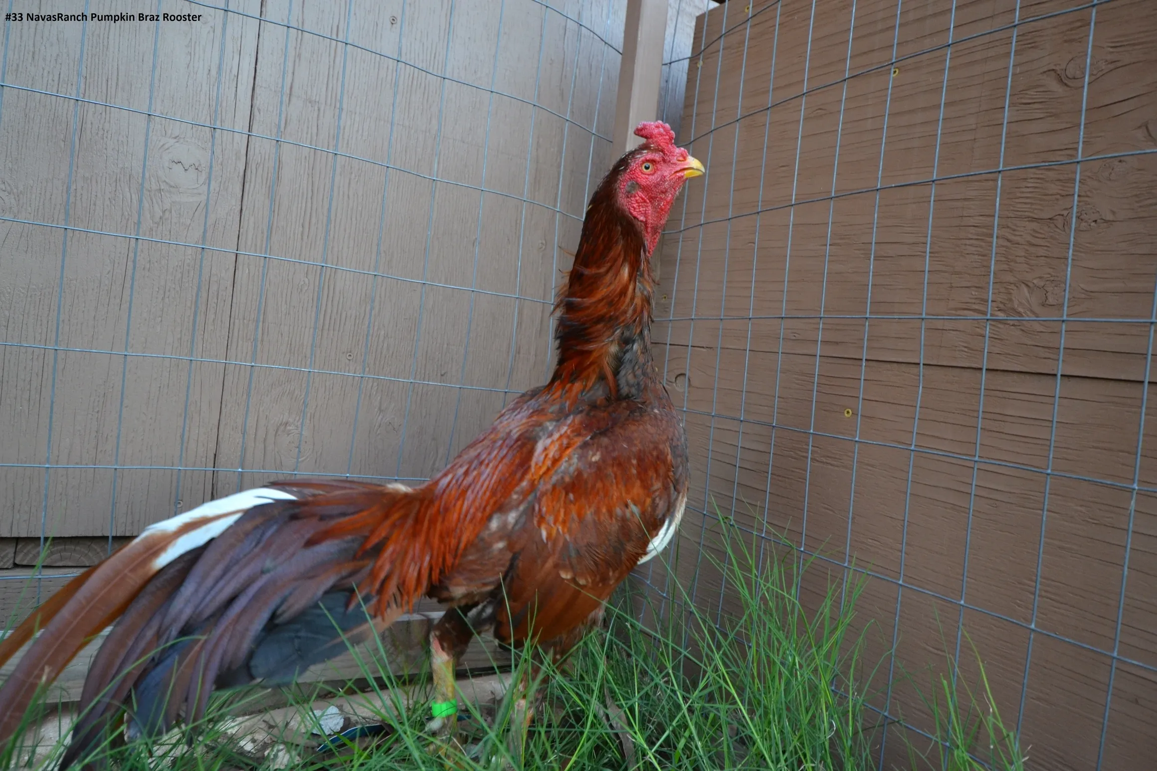 Brazilian Pumpkin gamefowl rooster Brazilian Pumpkin gamefowl rooster