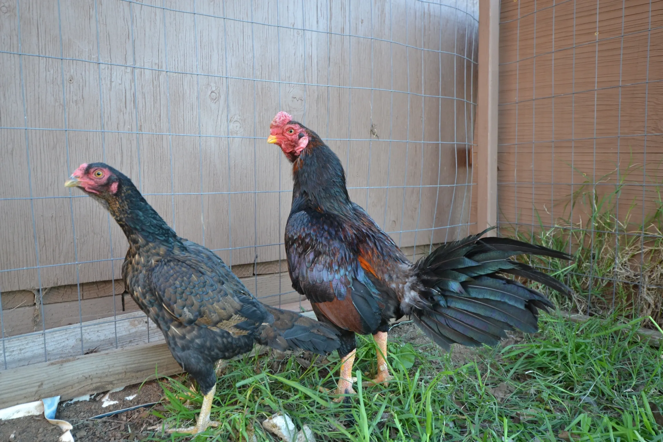 Rampuri Asil Dark Red Pair For Sale Rampuri Asil Dark Red Pair For Sale