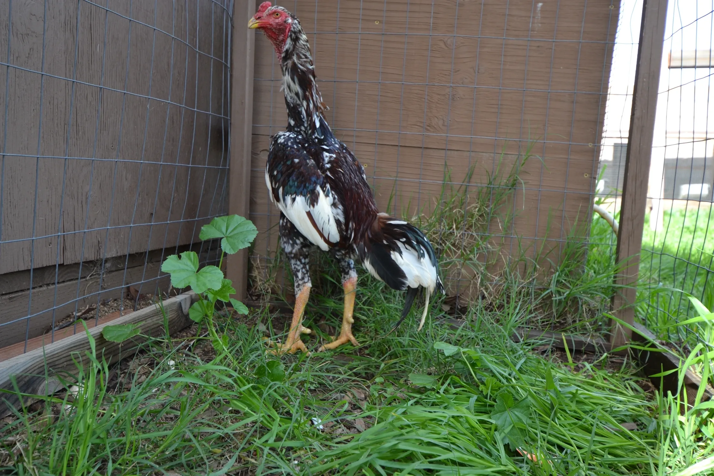 Pure O-Shamo Oriental Gamefowl for Sale Pure O-Shamo Oriental Gamefowl for Sale