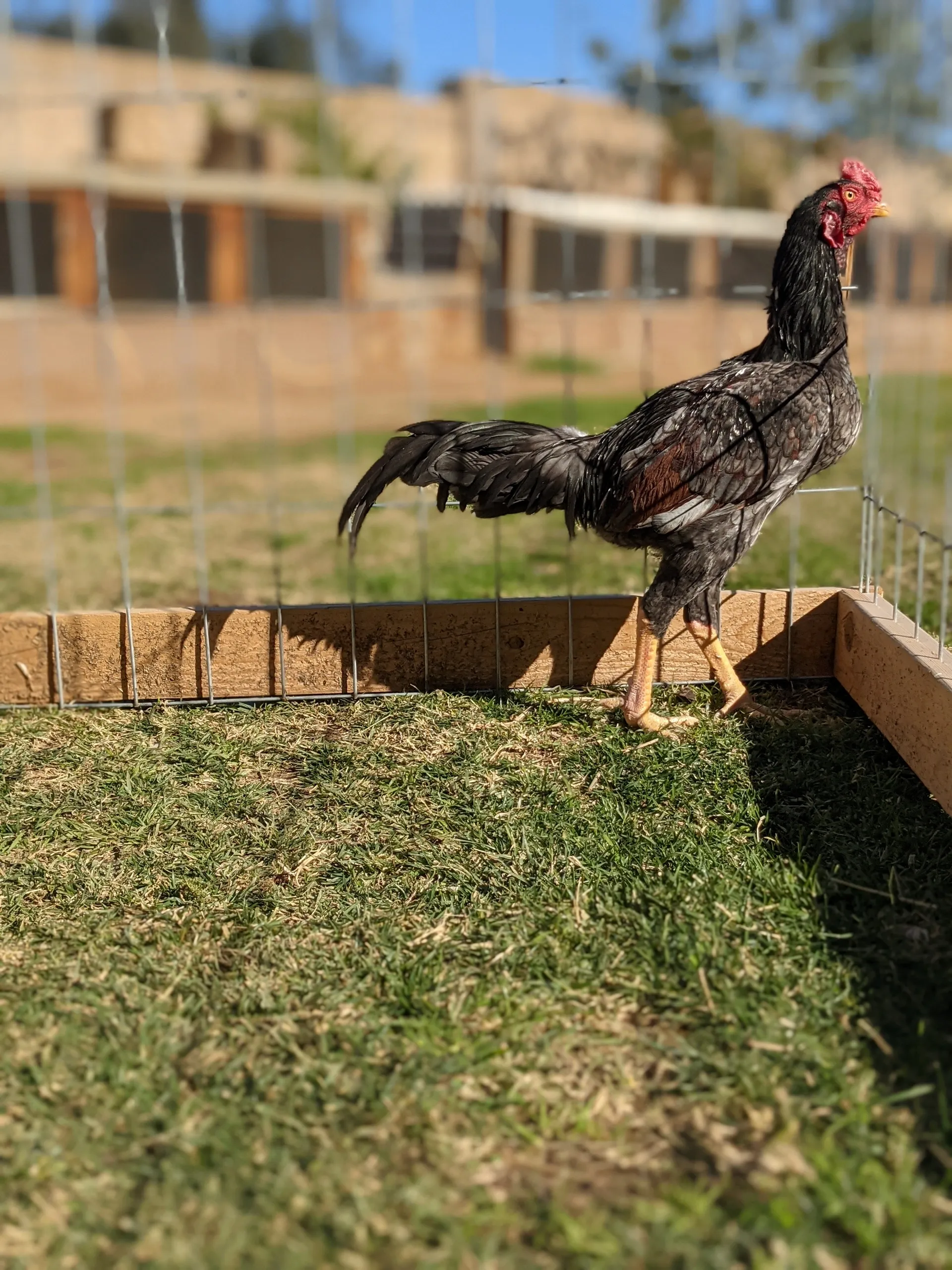 Rampuri Asil Blue Red Stag For Sale Rampuri Asil Blue Red Stag For Sale