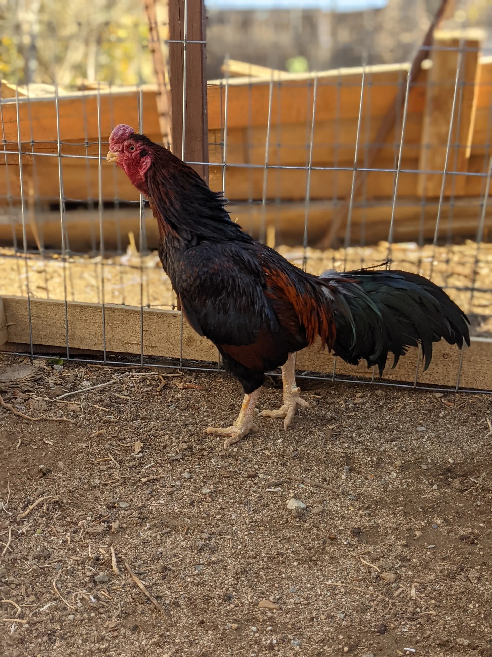 Rampuri Asil Dark Red Rooster For Sale Rampuri Asil Dark Red Rooster For Sale
