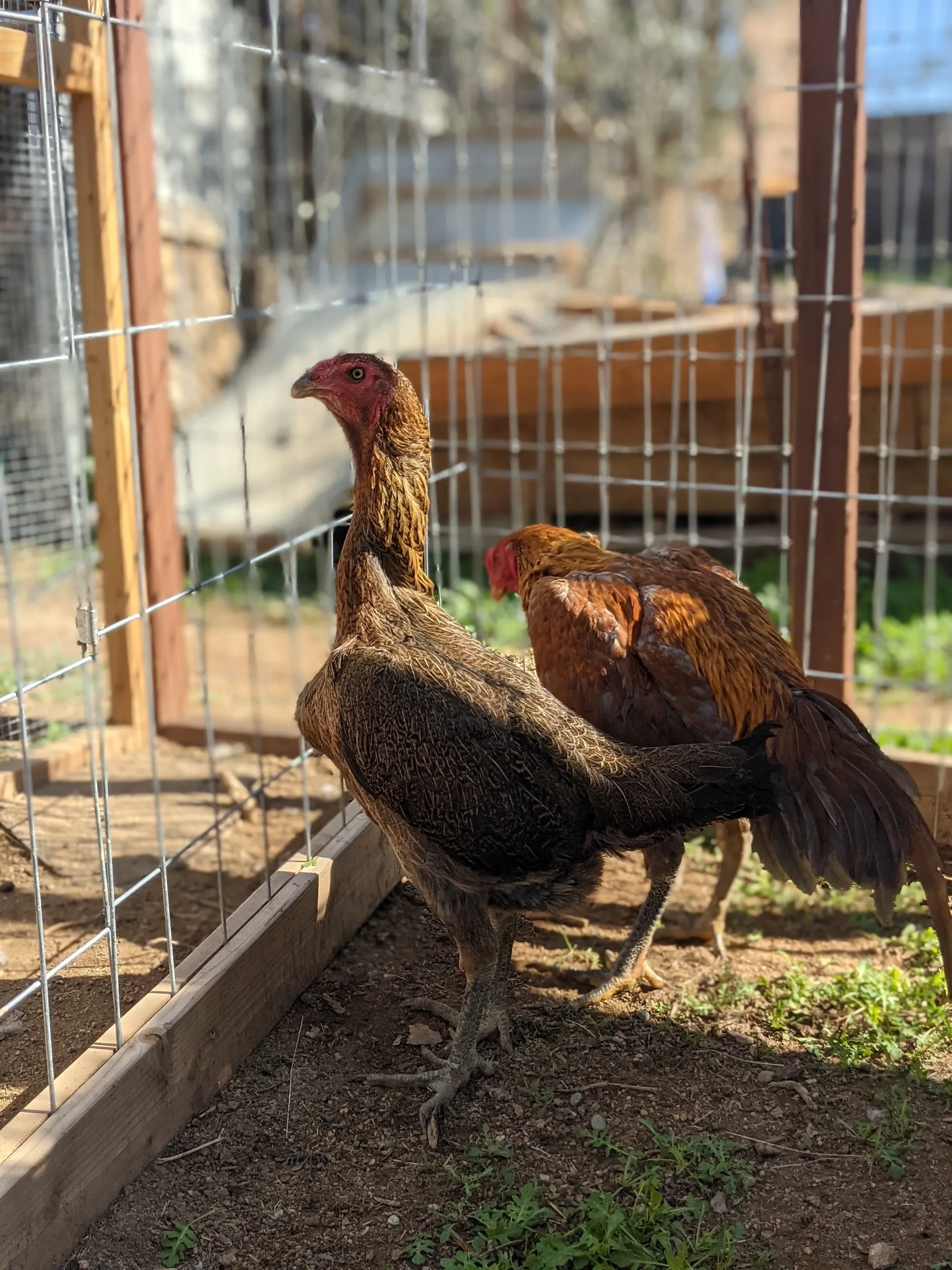 Hennie Ga Noi Don Hen For Sale Hennie Ga Noi Don Hen For Sale