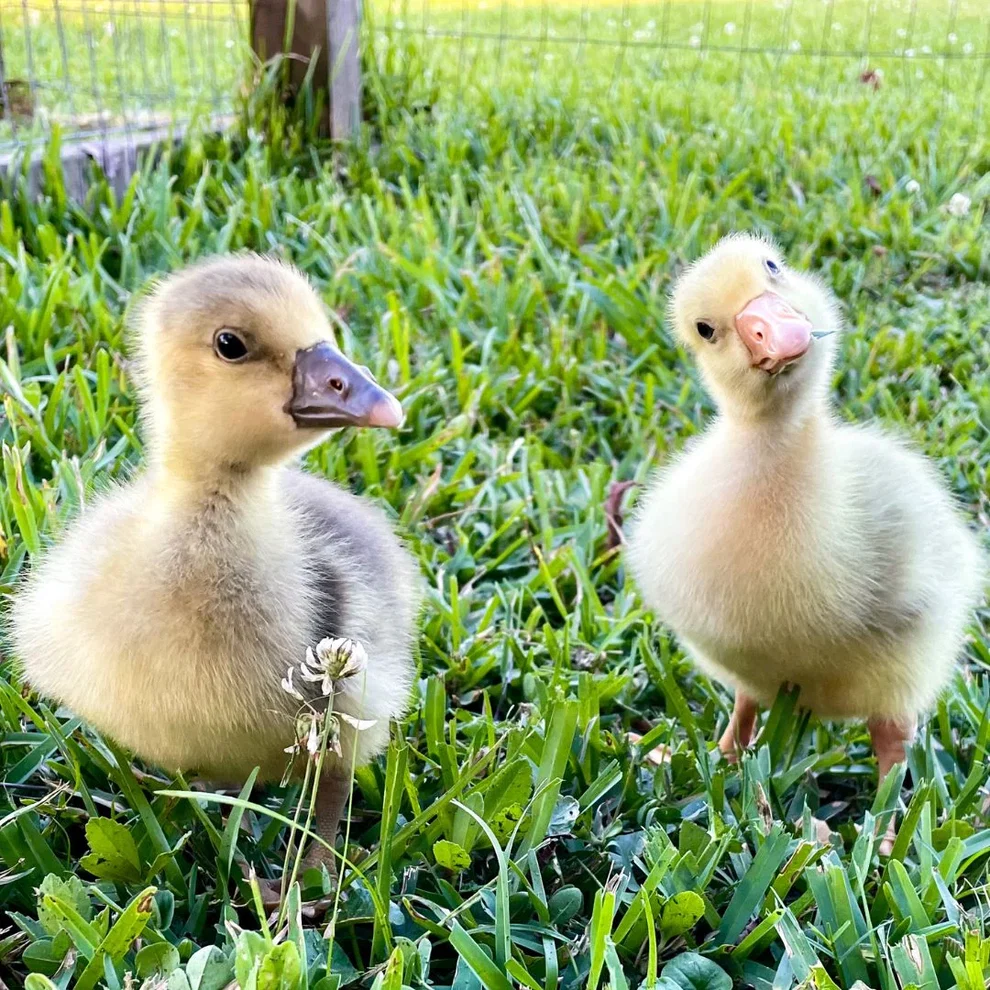 Sebastopol day-old goslings Sebastopol day-old goslings