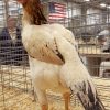 shamo hen for sale