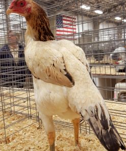 shamo hen for sale