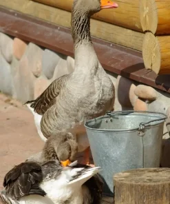14-Month-Old Toulouse Goose for Sale