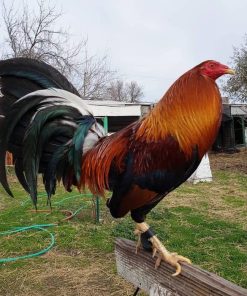 Sweater 5k-5000 Cock