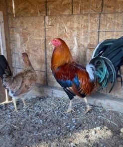 Sweater Brood Pair