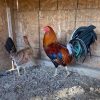 Sweater Brood Pair