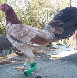 Sweater Hen