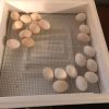 Warhorse Eggs