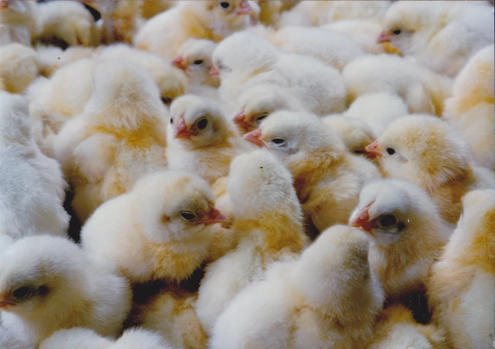 day-old Pure White Hackle chicks day-old Pure White Hackle chicks