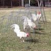 White Claret Fighting Rooster