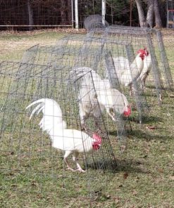 White Claret Fighting Rooster