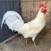 White Claret Roosters for sale