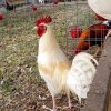 White Claret Fighting Rooster