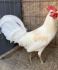 White Claret Roosters for sale