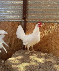 White Claret Pullet for Sale