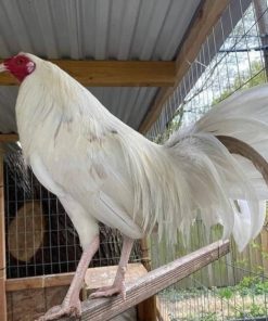 White Kelso Cock