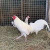 White Kelso GameFowl
