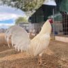 White Kelso GameFowl