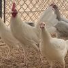 White Kelso GameFowl