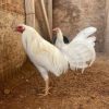 White Kelso GameFowl