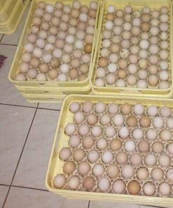White Kelso Hatching Eggs for Sale