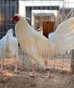 White Kelso Pair